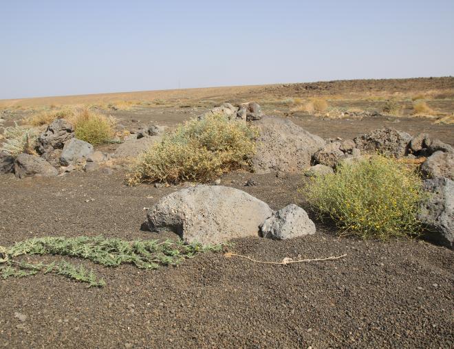 Achillea fragrantissima in its immediate surroundings