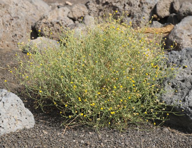 Whole plant