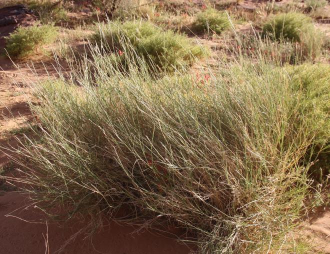 Whole plant