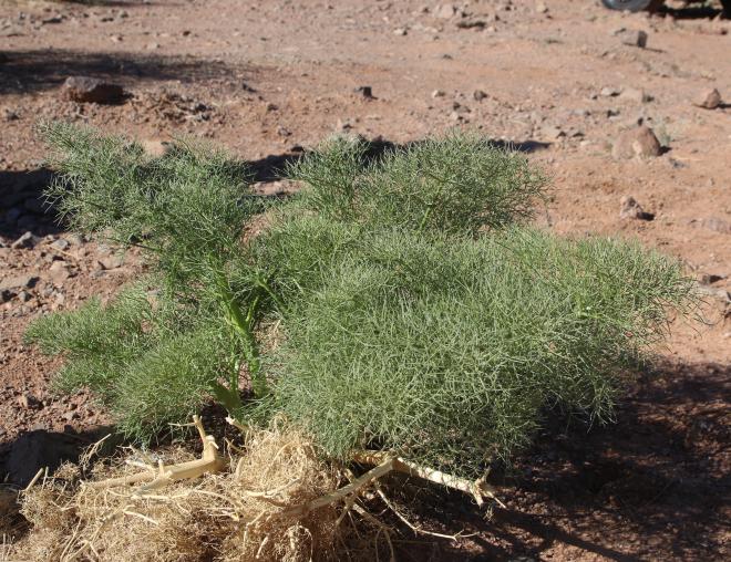 Ferula sinaica leaves