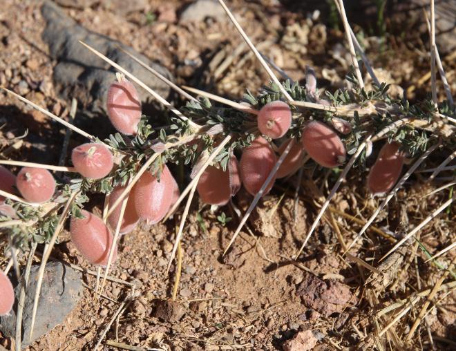 Astragalus spinosus leaves and fruits