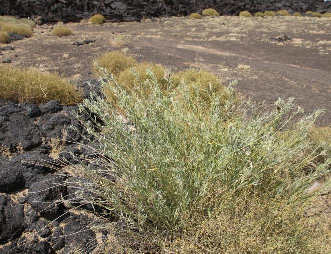 Whole plant