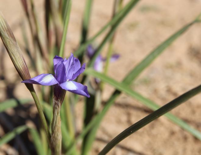 Moraea sisyrinchium flower