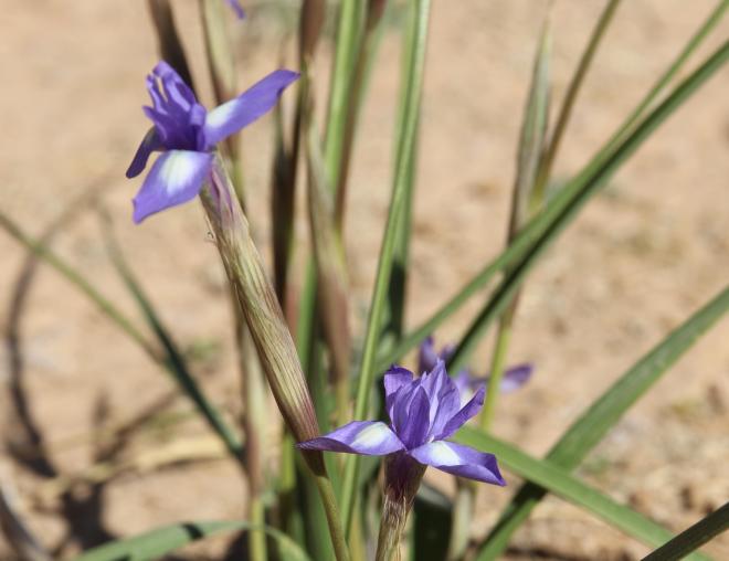 Moraea sisyrinchium flowers and leaves