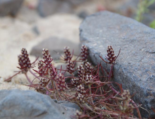 Whole plant