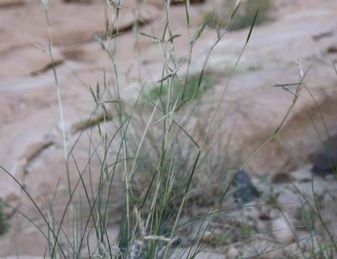 Whole plant