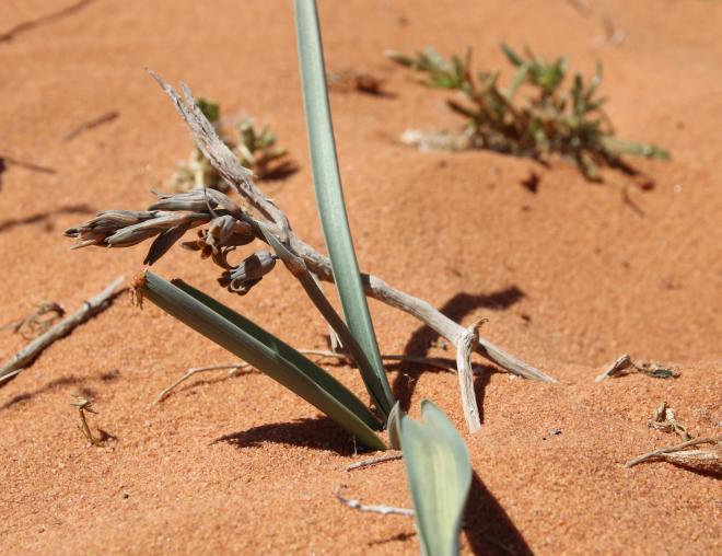 Whole plant and leaves