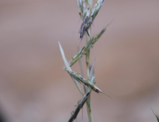 Cymbopogon schoenanthus flowers