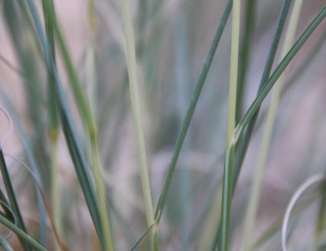 Cymbopogon schoenanthus leaves