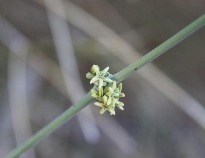 Leptadenia pyrotechnica flowers