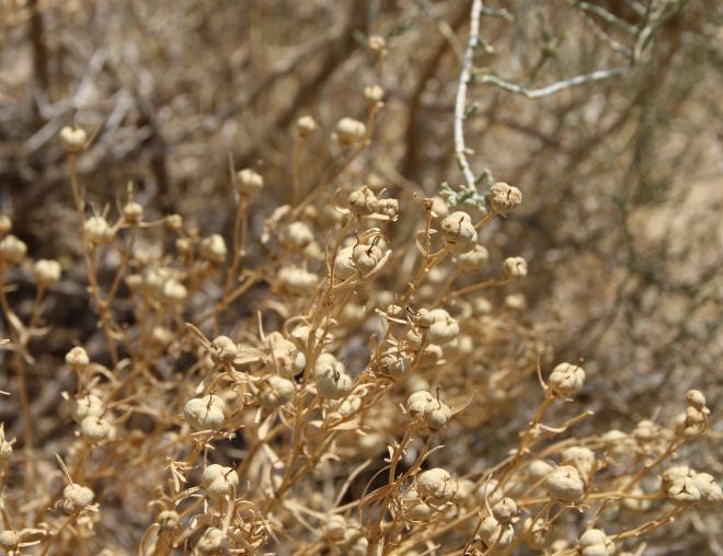 Peganum harmala fruits