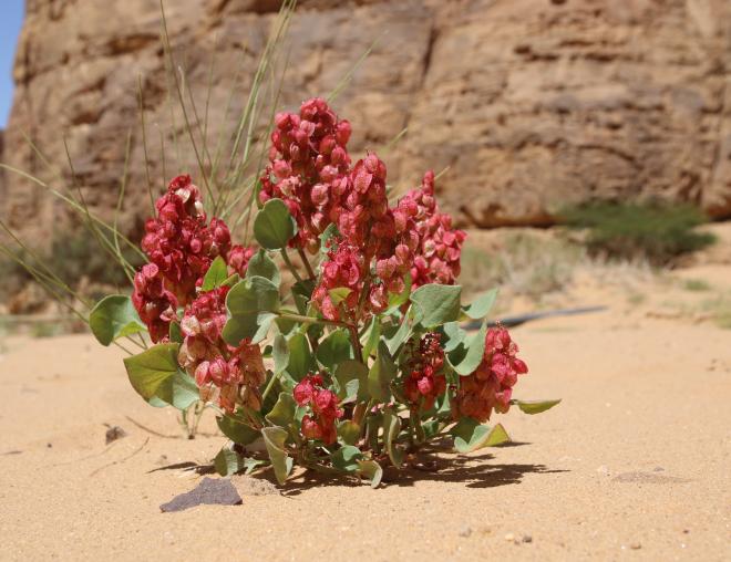 Whole plant