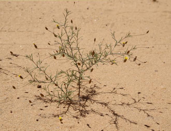 Whole plant
