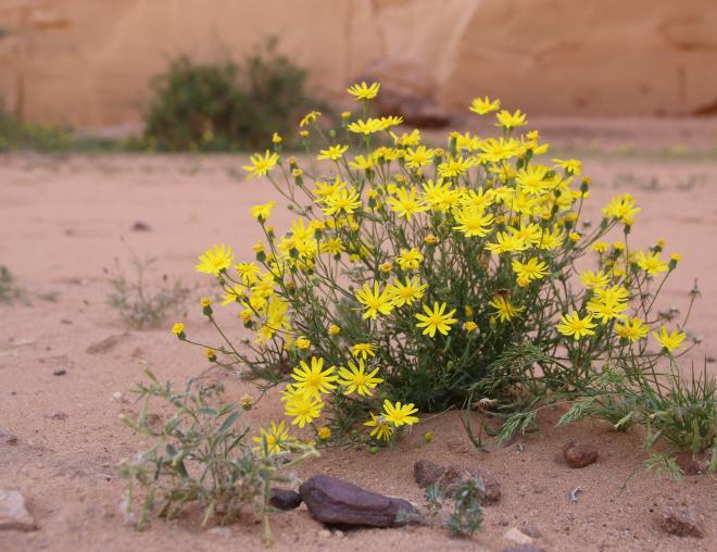 Whole plant