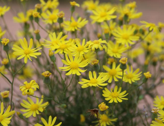 Senecio glaucus subsp. coronopifolius flowers