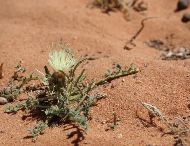 Whole plant