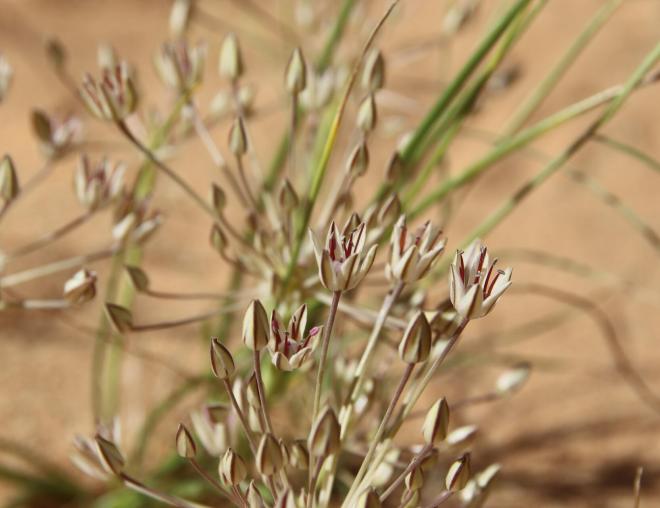 Flowers of Allium sindjarense