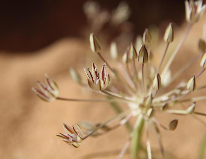 Flowers of Allium sindjarense