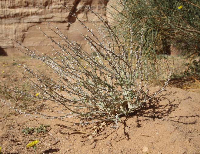 Whole plant