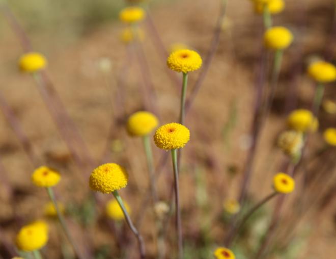 Otoglyphis factorovskyi flowers