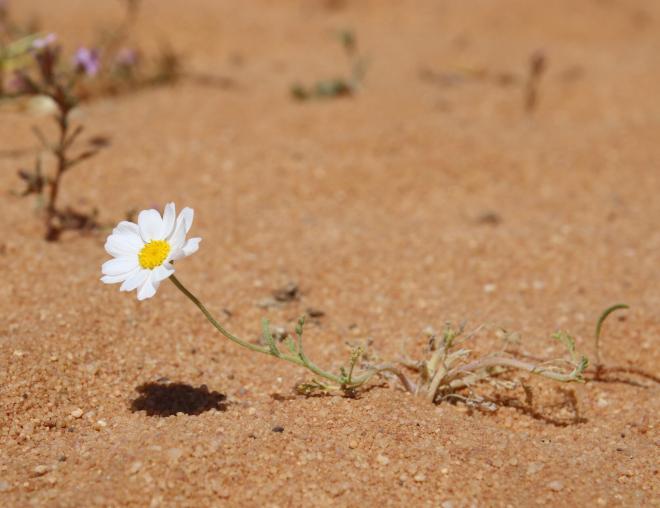 Anthemis deserti flower