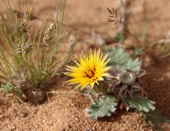 Whole plant