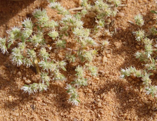Whole plant