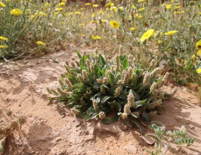 Whole plant