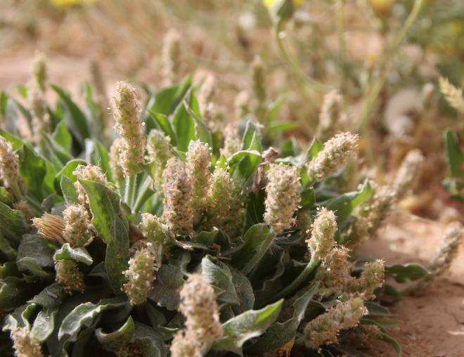 Plantago ciliata fruits