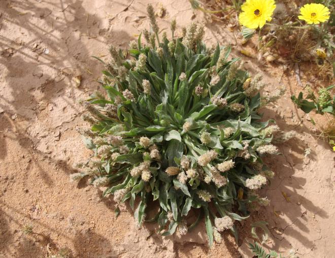 Whole plant