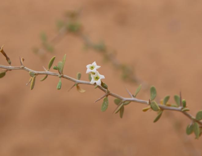 Lycium shawii flower