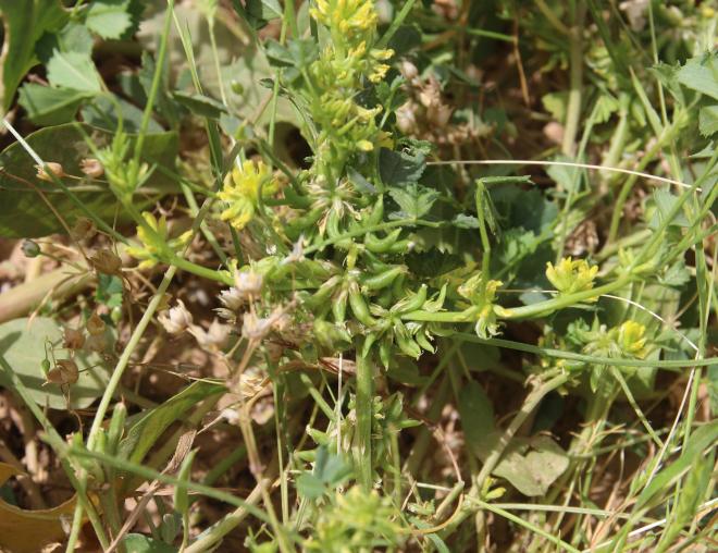 Whole plant
