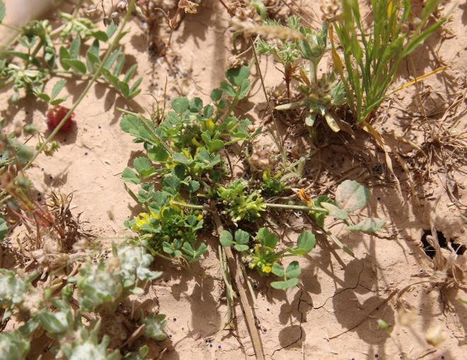 Whole plant