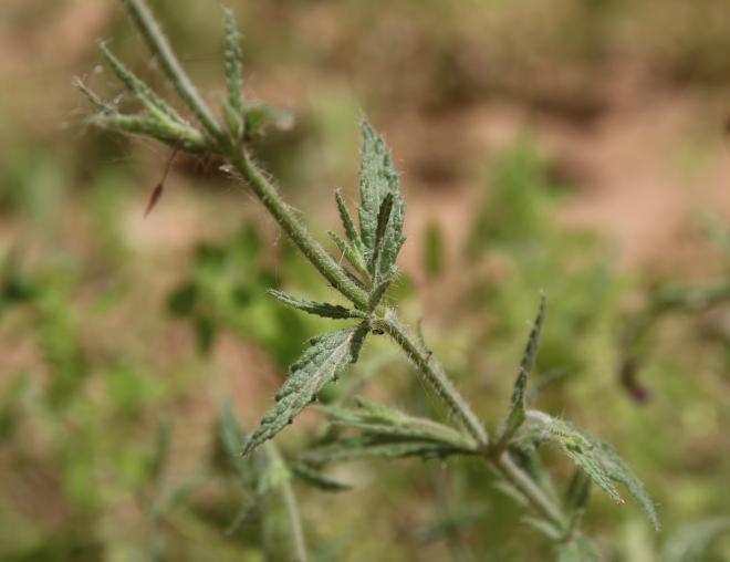 Salvia aegyptiaca leaves