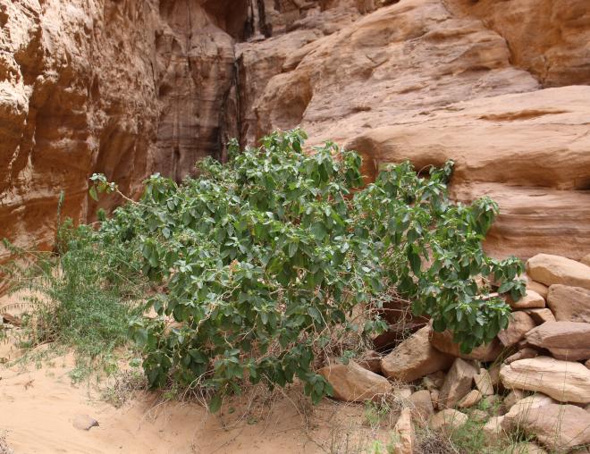 Whole plant