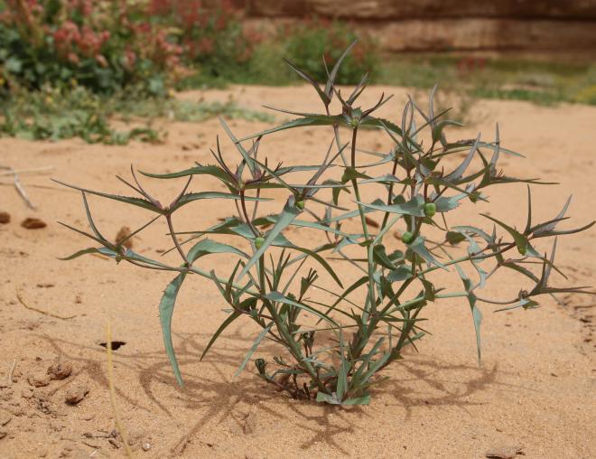 Whole plant