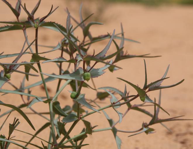 Euphorbia retusa fruits
