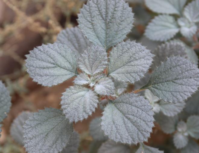 Forsskaolea tenacissima leaves