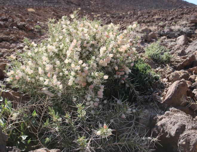 Whole plant