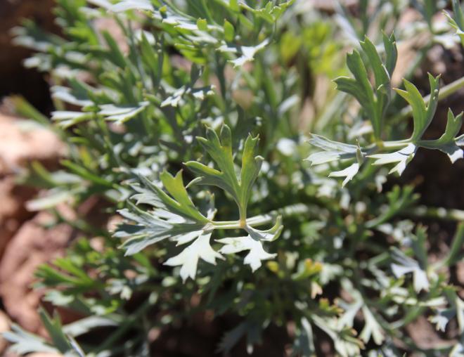 Ducrosia flabellifolia leaves