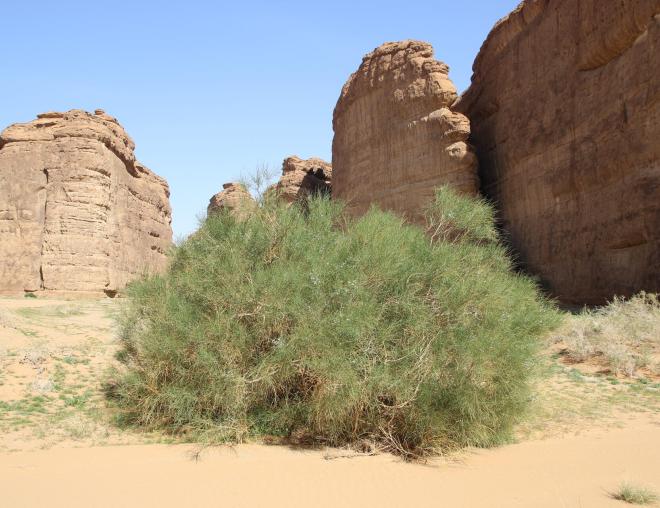Whole plant