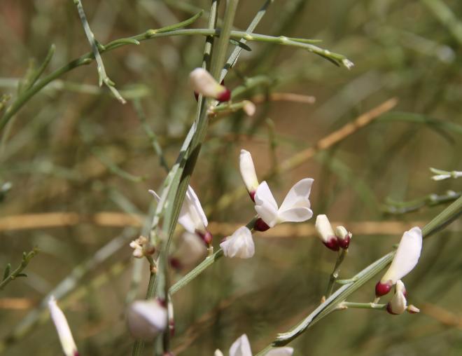 Retama raetam flowers