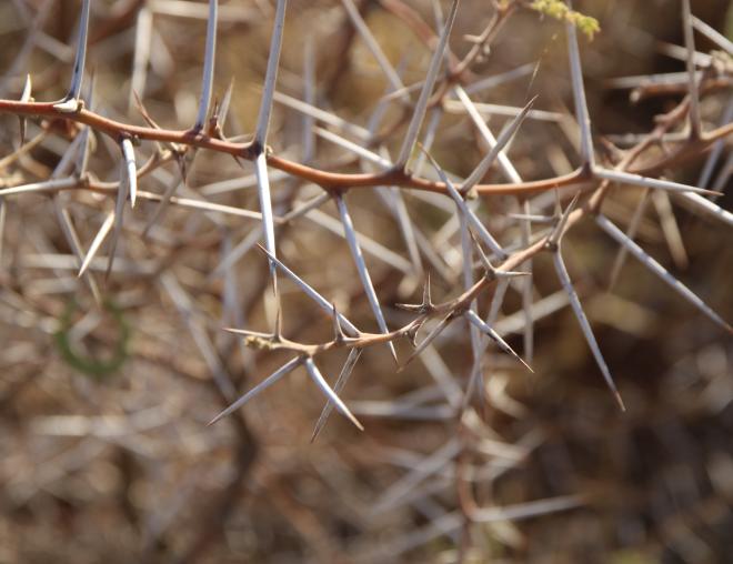 Vachellia tortilis subsp. tortilis thorns