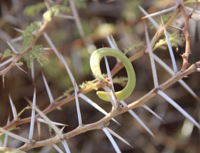 Vachellia tortilis subsp. tortilis fruit