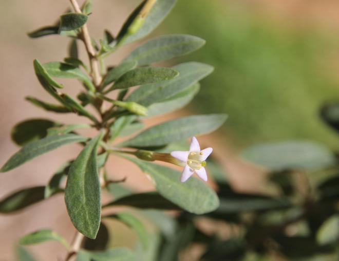 Lycium shawii flower