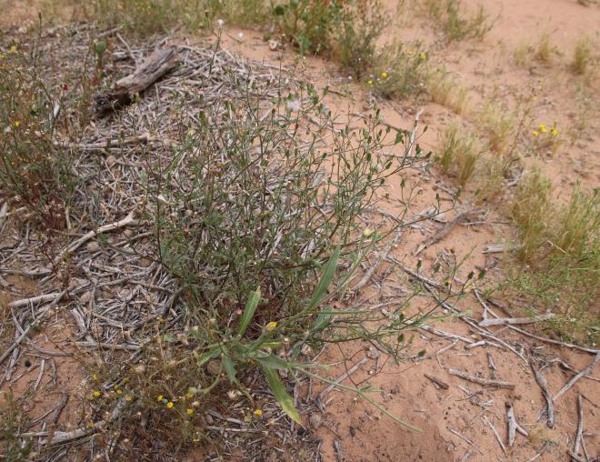 Whole plant