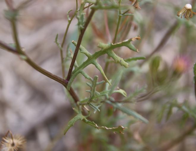 Senecio hoggariensis leaves