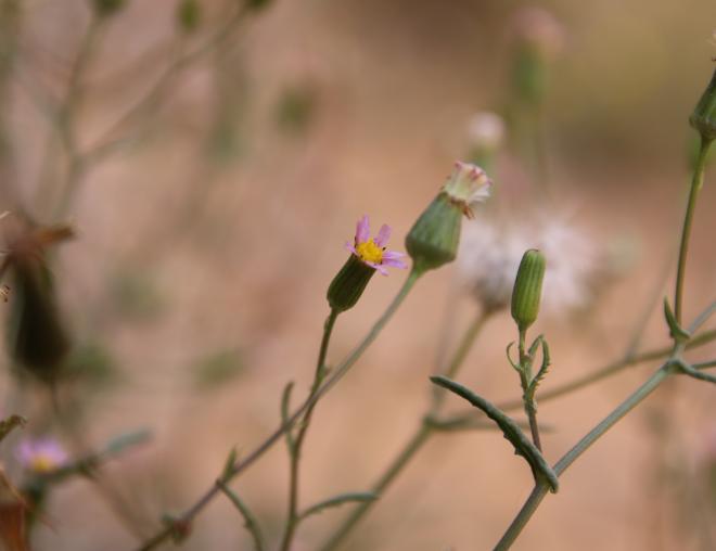 Senecio hoggariensis flowers