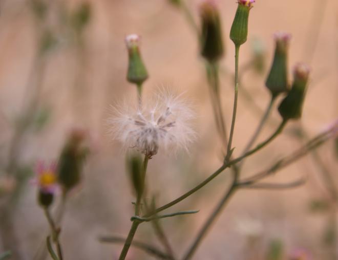 Senecio hoggariensis fruits