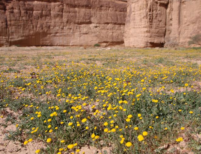 Whole plant